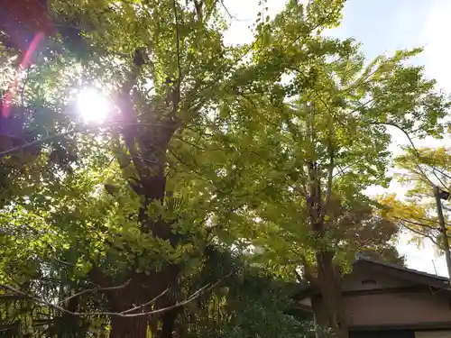 今井神社の自然