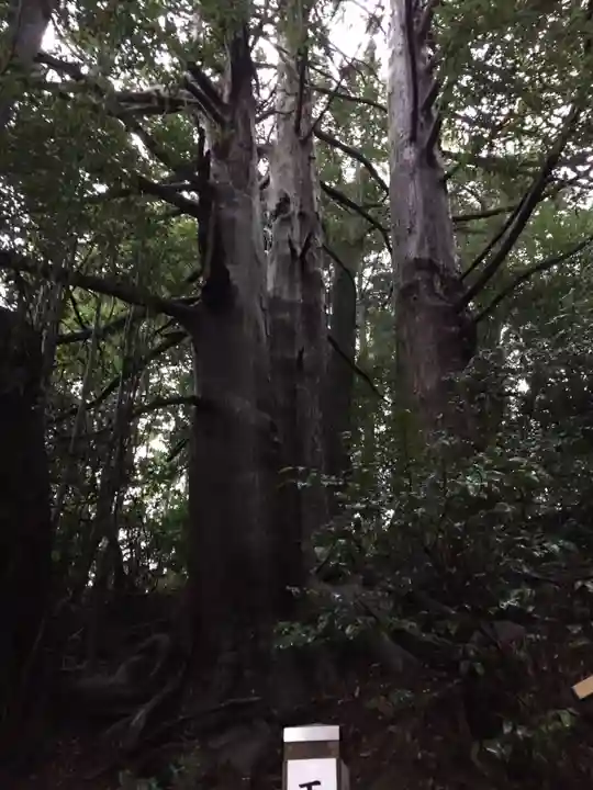 藤下若宮八幡神社の自然