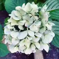 豊景神社の自然