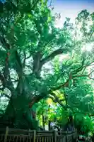 蒲生八幡神社(鹿児島県)