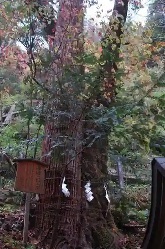 貴船神社の自然