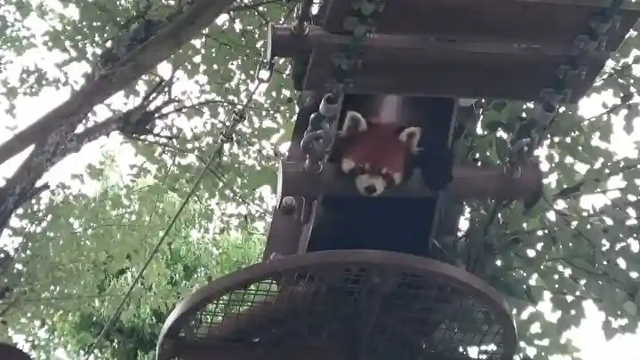 旭川神社の動物