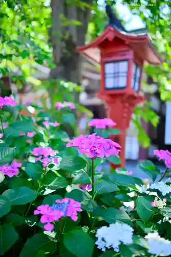 川越八幡宮(埼玉県)
