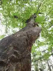 熊野神社の自然