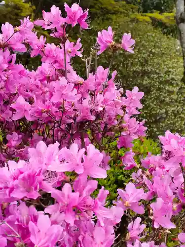 常照院（曼陀羅寺塔頭）の自然