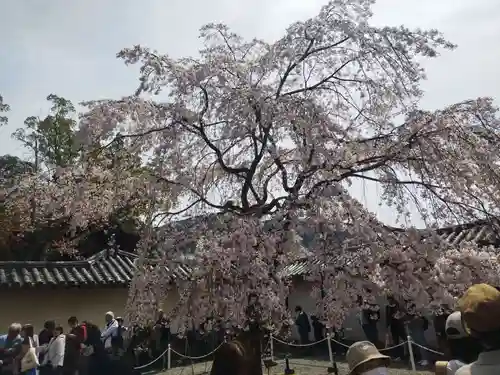 三宝院（三宝院門跡）(京都府)