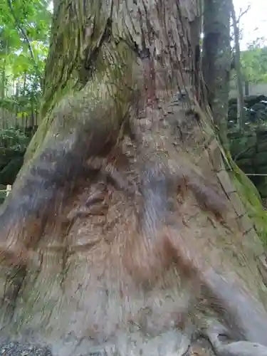 伊勢神宮内宮（皇大神宮）の自然