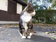 御誕生寺（猫寺）(福井県)