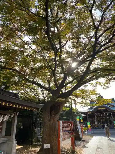 久里浜天神社の自然