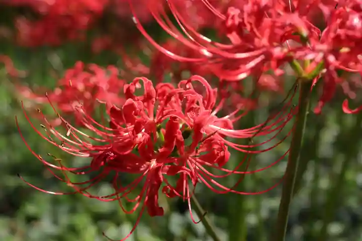 高幡不動尊 金剛寺の自然