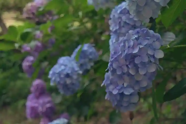 正安寺(神奈川県)
