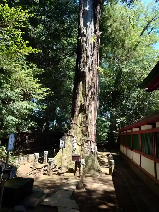 一言主神社の自然