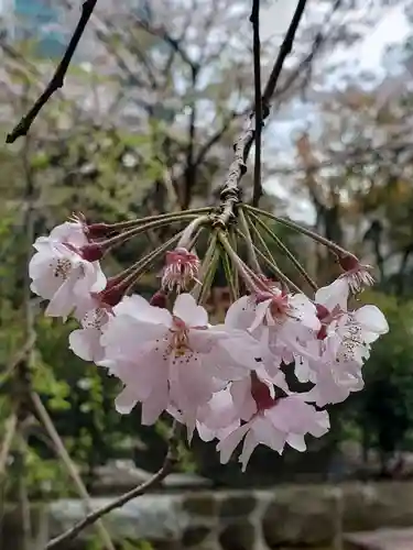 赤坂氷川神社の自然