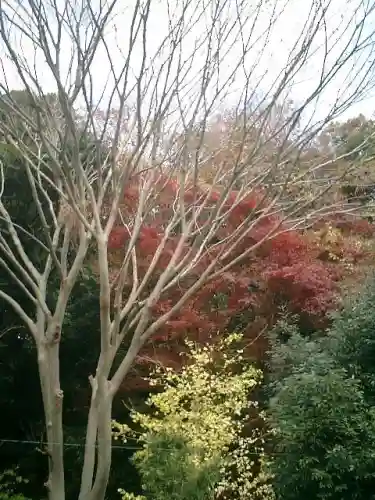 安國論寺(安国論寺)の自然