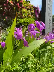 尾曳稲荷神社の自然