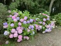 白山神社の自然