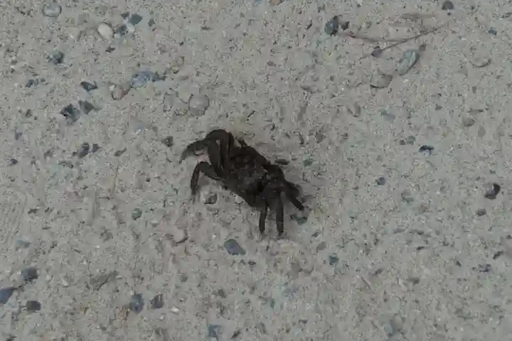 天橋立神社の動物