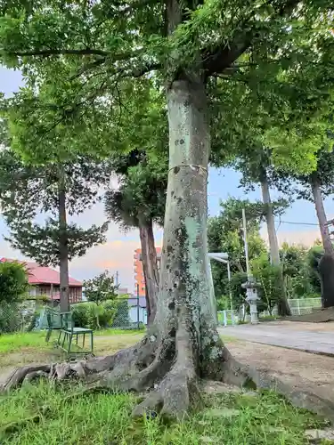 愛宕神社の自然