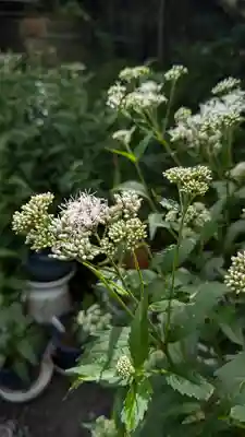 行願寺（革堂）(京都府)
