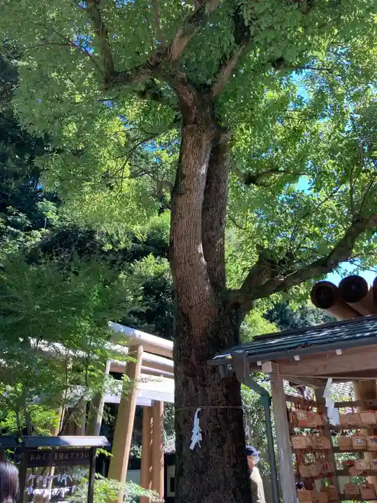 銭洗弁財天宇賀福神社の自然