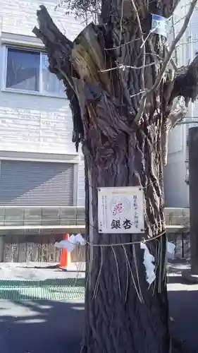 女躰大神の自然