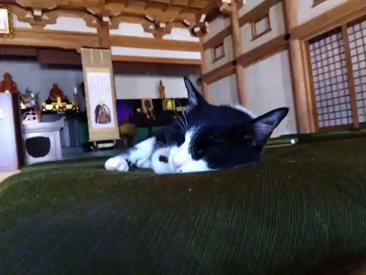 御誕生寺(猫寺)(福井県)