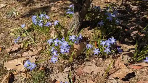 鷹栖神社の自然