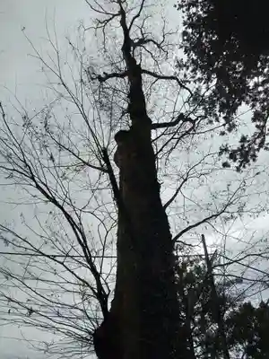 荒橿神社の自然
