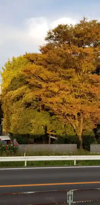 葛西神社の自然