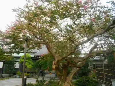 補陀落寺の自然