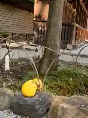 河合神社（鴨川合坐小社宅神社）の自然