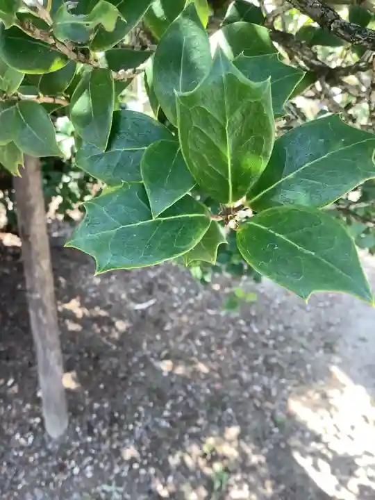 太閤山常泉寺の自然