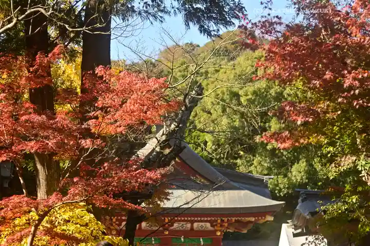 鶴岡八幡宮の自然