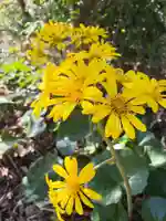 浅間神社(千葉県)