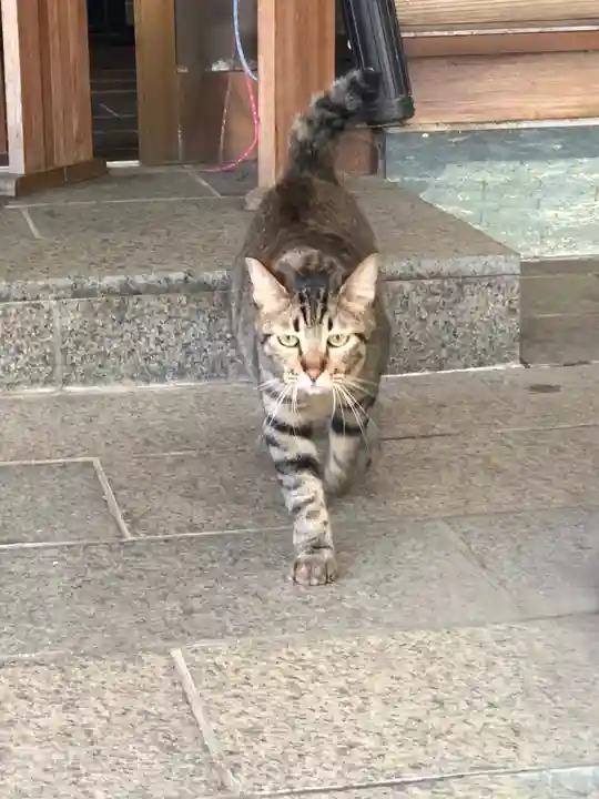 王子神社の動物