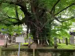 野木神社の自然