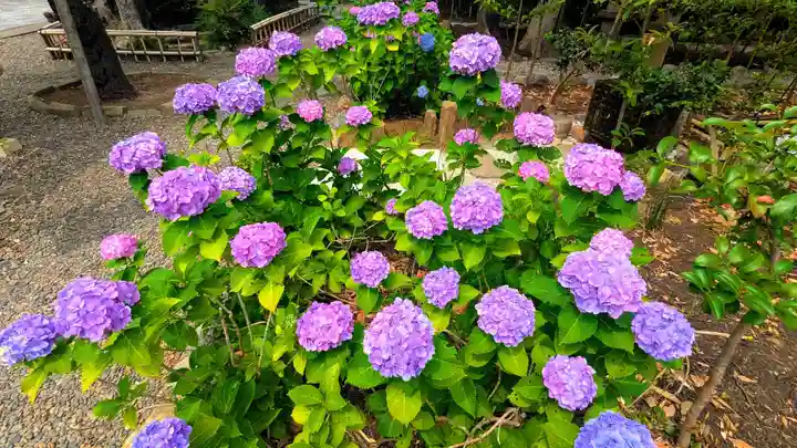菊田神社の自然