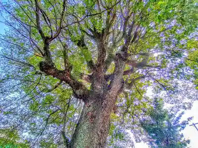 神明社（宮浦）の自然