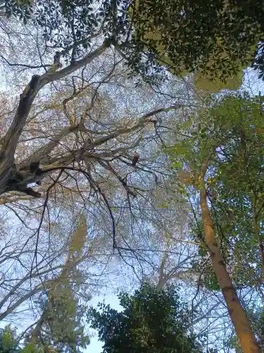 代々木八幡宮の自然