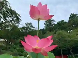 普門寺(切り絵御朱印発祥の寺)の自然(2021年07月14日(水) 08時41分27秒投稿)