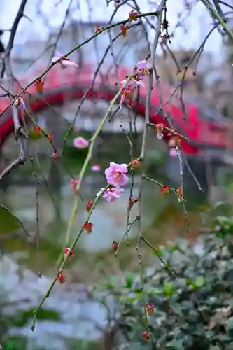 亀戸天神社(東京都)