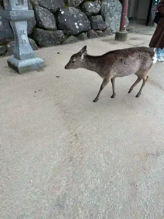 厳島神社の{uncategorized: "未分類", other: "その他", undefined: "問題あり", building: "その他建物", grave: "お墓", sacred_gate: "鳥居", guardian: "狛犬", statue: "像", buddha: "仏像", history: "歴史", nature: "自然", garden: "庭園", animal: "動物", pagoda: "塔", temizu: "手水舎", mountain_gate: "山門・神門", sanctuary: "本殿・本堂", subordinate: "末社・摂社", art: "芸術", scenery: "景色", jizo: "地蔵", ema: "絵馬", goshuin: "御朱印", omikuji: "おみくじ", items: "授与品その他", amulet: "お守り", goshuincho: "御朱印帳", eats: "食事", festival: "お祭り", votive_dance: "神楽", shichigosan: "七五三参", wedding: "結婚式", experience: "体験その他", initially: "初詣", around: "周辺", anti_infection: "感染症対策"}