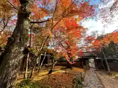 蓮華寺（洛北蓮華寺）の自然