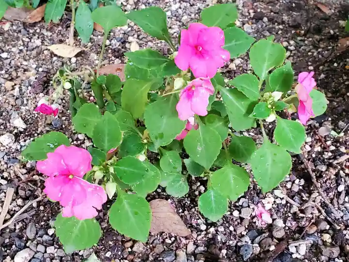 立志神社の自然