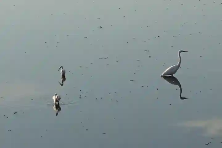 耳成山口神社の動物