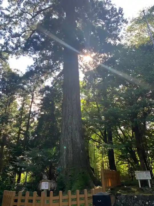 須山浅間神社の自然