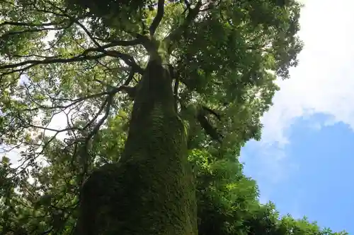 隠津島神社の自然