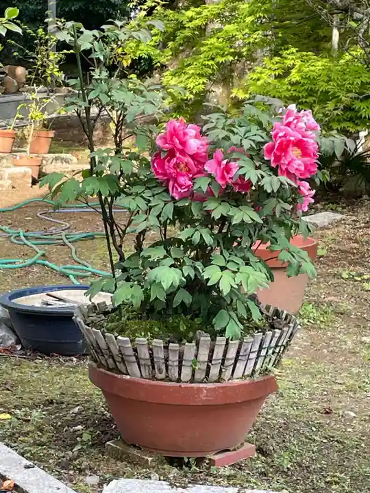 松尾寺(京都府)