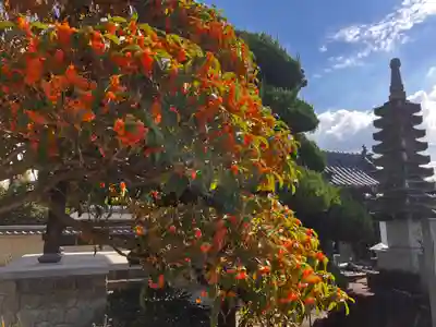 真言宗　善通寺派　薬王寺(香川県)