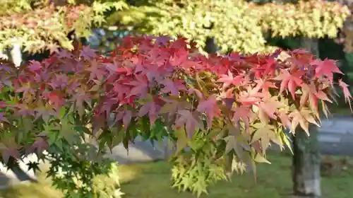 真正極楽寺（真如堂）の庭園